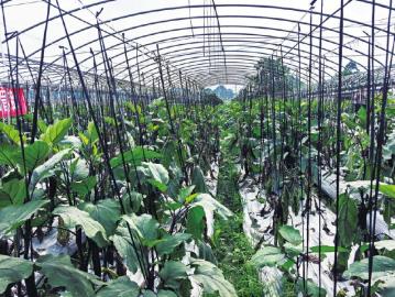 種植戶實操指南 掌握蔬菜高效栽培技術，實現(xiàn)優(yōu)質高產