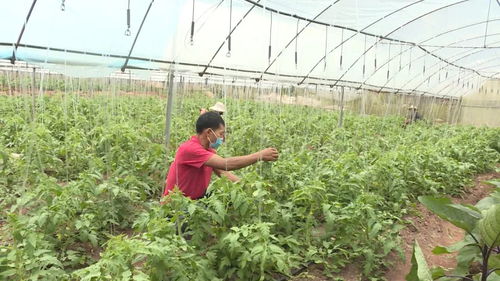 綠春縣 蔬菜產業(yè)種植托起鄉(xiāng)村振興致富夢