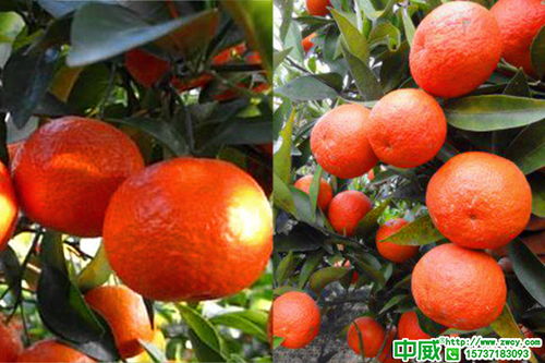 柑橘全年打藥時間表,柑橘高產方案對照養(yǎng)護
