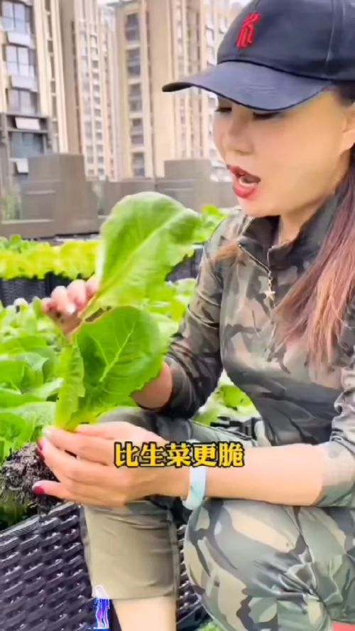 脆嫩香甜的孔雀菜 我的鄉(xiāng)村田園生活與優(yōu)質農產品種植