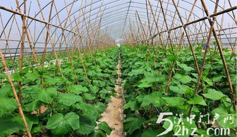 漢臺(tái)區(qū)金江村 蔬菜種植富農(nóng)家，綠野鋪就振興路